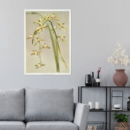 Plakat F. Sander Orchidea no 24. Reprodukcja
