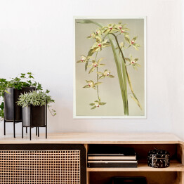 Plakat samoprzylepny F. Sander Orchidea no 24. Reprodukcja