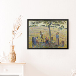 Obraz w ramie Camille Pissarro "Zbiory jabłek" - reprodukcja