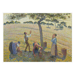 Camille Pissarro "Zbiory jabłek" - reprodukcja