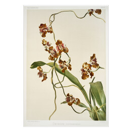 Plakat F. Sander Orchidea no 7. Reprodukcja