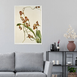Plakat F. Sander Orchidea no 7. Reprodukcja
