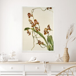 Plakat samoprzylepny F. Sander Orchidea no 7. Reprodukcja