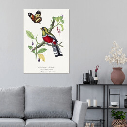 Plakat Papuga Rosella Karmazynowa i motyl. Paul Gervais. Reprodukcja