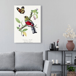 Obraz na płótnie Papuga Rosella Karmazynowa i motyl. Paul Gervais. Reprodukcja