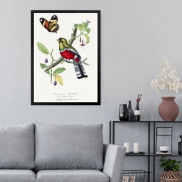 Obraz w ramie Papuga Rosella Karmazynowa i motyl. Paul Gervais. Reprodukcja
