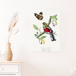 Plakat samoprzylepny Papuga Rosella Karmazynowa i motyl. Paul Gervais. Reprodukcja