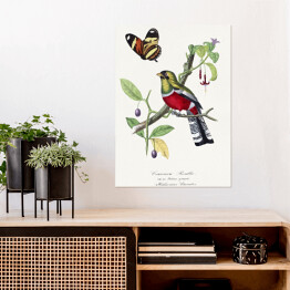 Plakat samoprzylepny Papuga Rosella Karmazynowa i motyl. Paul Gervais. Reprodukcja