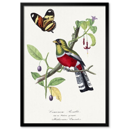 Plakat w ramie Papuga Rosella Karmazynowa i motyl. Paul Gervais. Reprodukcja
