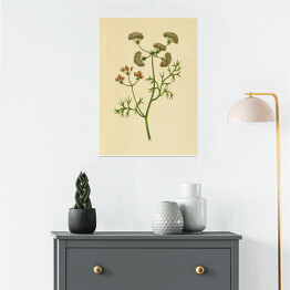 Plakat Kolendra - ryciny botaniczne