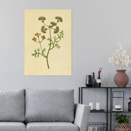 Plakat samoprzylepny Kolendra - ryciny botaniczne