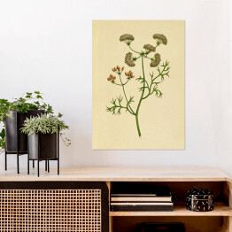 Plakat samoprzylepny Kolendra - ryciny botaniczne