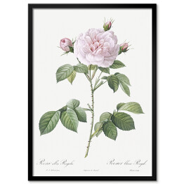 Obraz klasyczny Pierre Joseph Redouté "Róża stulistna" - reprodukcja