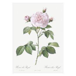 Plakat Pierre Joseph Redouté "Róża stulistna" - reprodukcja