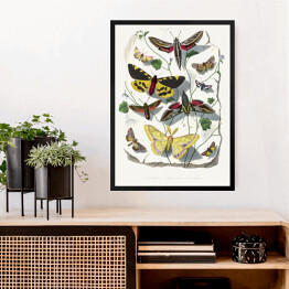 Obraz w ramie Motyle oraz ćmy. Paul Gervais. Reprodukcja