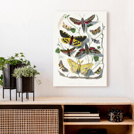 Obraz klasyczny Motyle oraz ćmy. Paul Gervais. Reprodukcja