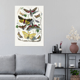 Plakat samoprzylepny Motyle oraz ćmy. Paul Gervais. Reprodukcja