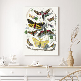 Obraz klasyczny Motyle oraz ćmy. Paul Gervais. Reprodukcja