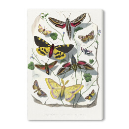 Obraz na płótnie Motyle oraz ćmy. Paul Gervais. Reprodukcja