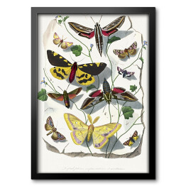 Obraz w ramie Motyle oraz ćmy. Paul Gervais. Reprodukcja