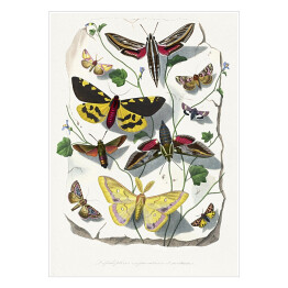 Plakat samoprzylepny Motyle oraz ćmy. Paul Gervais. Reprodukcja