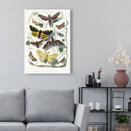 Obraz na płótnie Motyle oraz ćmy. Paul Gervais. Reprodukcja