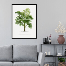 Plakat w ramie Duże liście palmy vintage reprodukcja