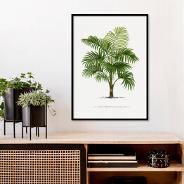 Plakat w ramie Duże liście palmy vintage reprodukcja