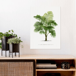 Plakat samoprzylepny Duże liście palmy vintage reprodukcja