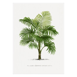 Plakat Duże liście palmy vintage reprodukcja