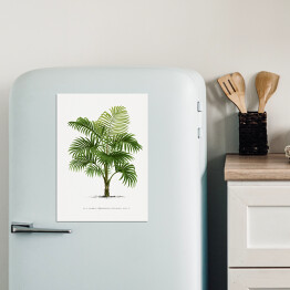 Magnes dekoracyjny Duże liście palmy vintage reprodukcja
