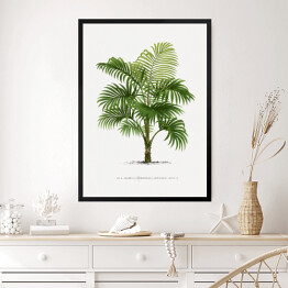 Obraz w ramie Duże liście palmy vintage reprodukcja