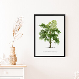 Obraz w ramie Duże liście palmy vintage reprodukcja