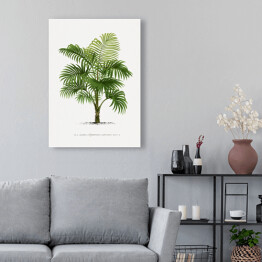 Obraz na płótnie Duże liście palmy vintage reprodukcja