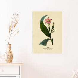 Plakat samoprzylepny Tytoń szlachetny - ryciny botaniczne