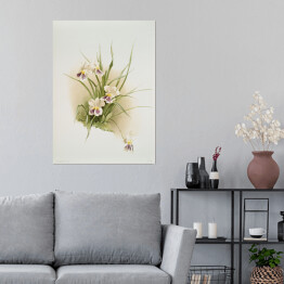 Plakat samoprzylepny F. Sander Orchidea no 47. Reprodukcja
