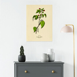 Plakat Malina - ryciny botaniczne