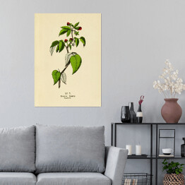 Plakat samoprzylepny Malina - ryciny botaniczne