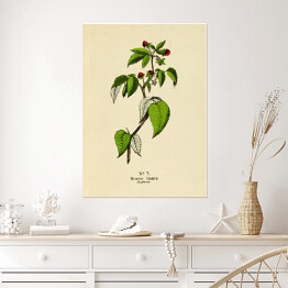 Plakat samoprzylepny Malina - ryciny botaniczne