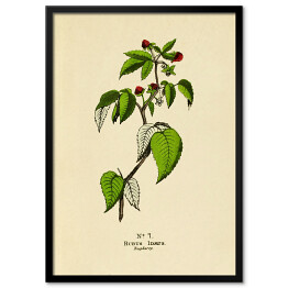 Obraz klasyczny Malina - ryciny botaniczne