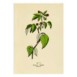 Plakat Malina - ryciny botaniczne