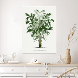 Plakat samoprzylepny Rośliny tropikalne ilustracja w stylu vintage reprodukcja