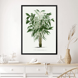 Obraz w ramie Rośliny tropikalne ilustracja w stylu vintage reprodukcja