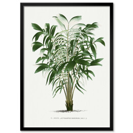 Obraz klasyczny Rośliny tropikalne ilustracja w stylu vintage reprodukcja