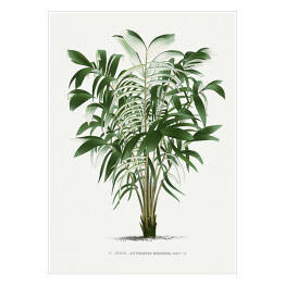 Plakat Rośliny tropikalne ilustracja w stylu vintage reprodukcja