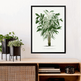Obraz w ramie Rośliny tropikalne ilustracja w stylu vintage reprodukcja
