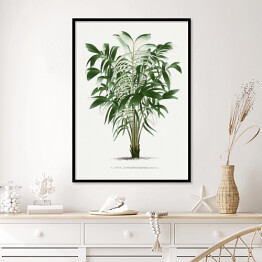 Plakat w ramie Rośliny tropikalne ilustracja w stylu vintage reprodukcja