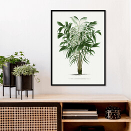 Plakat w ramie Rośliny tropikalne ilustracja w stylu vintage reprodukcja