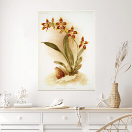 Plakat F. Sander Orchidea no 4. Reprodukcja