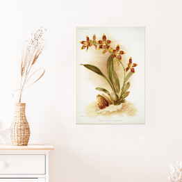 Plakat samoprzylepny F. Sander Orchidea no 4. Reprodukcja